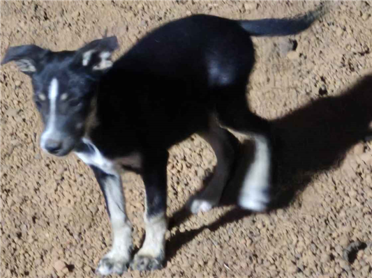 Cachorro cão para adoção Fêmea Pequeno 2 a 6 meses 