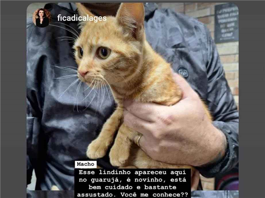 Gato para adoção Macho Pequeno 2 a 6 meses