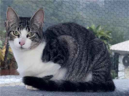 Gato para adoção Fêmea Pequeno 2 a 6 meses