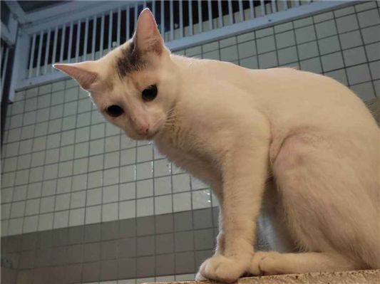 Gato para adoção Fêmea Pequeno 3 anos