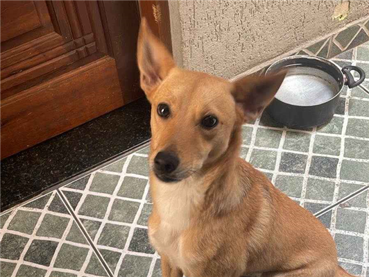 Cachorro cão para adoção Fêmea Médio  Abaixo de 2 meses 