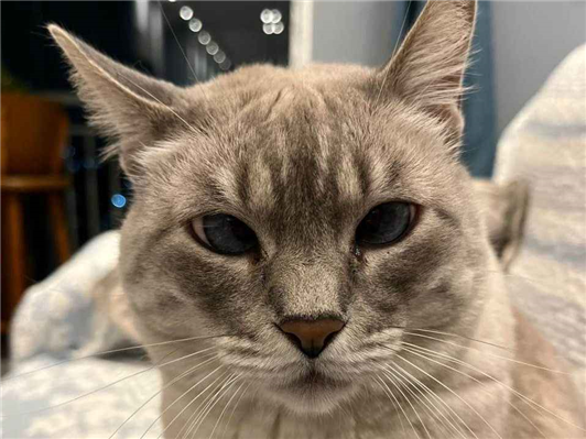 Gato para adoção Fêmea Médio 6 anos Acima