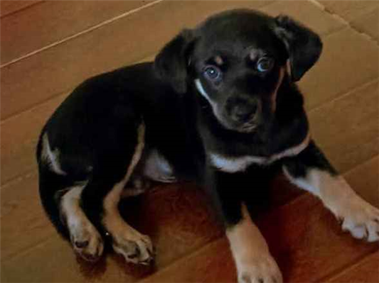 Cachorro cão para adoção Macho Pequeno Abaixo de 2 meses 