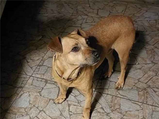 Cao - Macho Médio2 anos