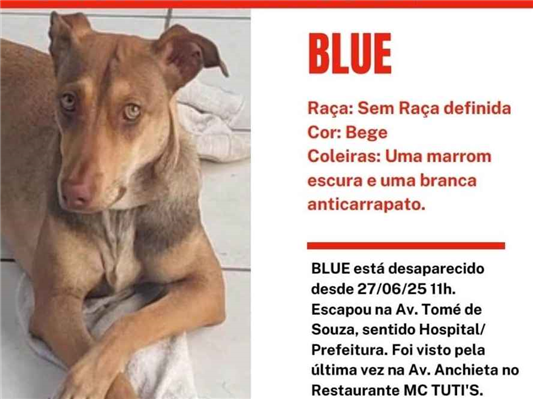 Cao Procura-Perdido Macho Médio 7 a 11 meses 