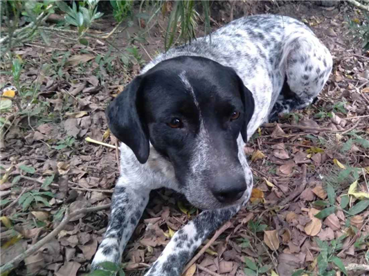 Cachorro cão para adoção Fêmea Grande 4 anos 