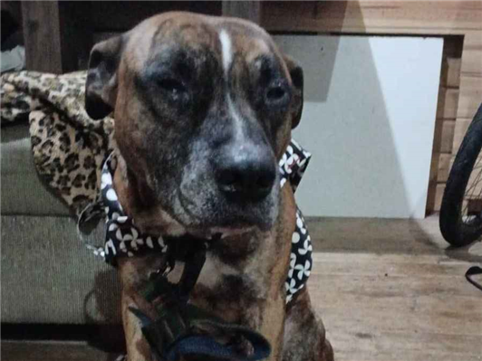 Cachorro cão para adoção Macho Médio  6 anos Acima 