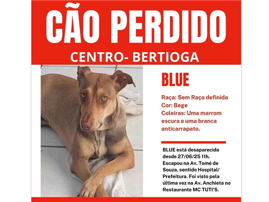 Cao Procura-Perdido Macho Médio 7 a 11 meses 