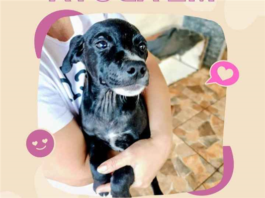 Cachorro cão para adoção Ambos Pequeno 2 a 6 meses 