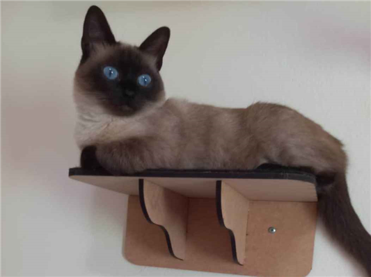 Gato Procura-Perdido Fêmea Pequeno 4 anos 