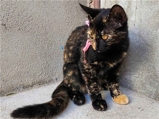 Gato para adoção Fêmea Médio 2 a 6 meses