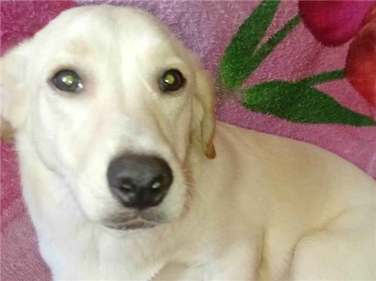 Cachorro cão para adoção Fêmea Médio  7 a 11 meses 
