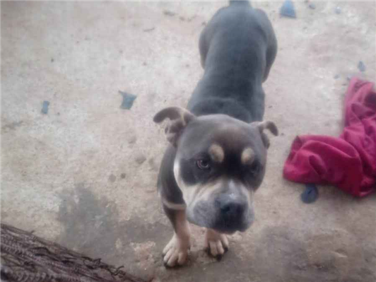 Cachorro cão para adoção Macho Médio  3 anos 