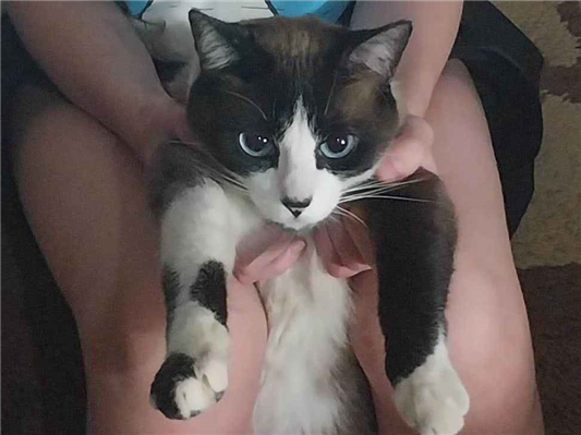 Gato para adoção Macho Médio 3 anos