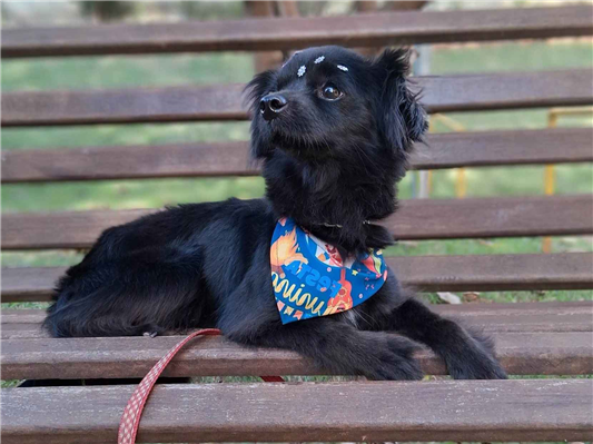 Cachorro cão para adoção Fêmea Médio  4 anos 