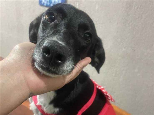 Cachorro cão para adoção Fêmea Médio  7 a 11 meses 