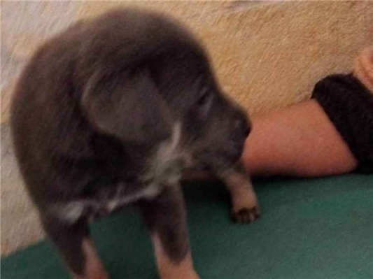 Cachorro cão para adoção Macho Médio  Abaixo de 2 meses 