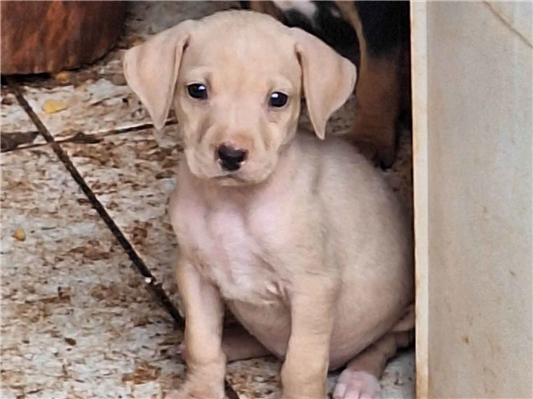 Cachorro cão para adoção Fêmea Pequeno Abaixo de 2 meses 