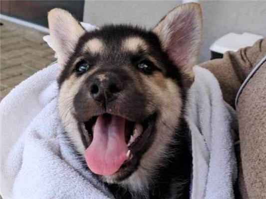 Cachorro cão para adoção Macho Grande 2 a 6 meses 