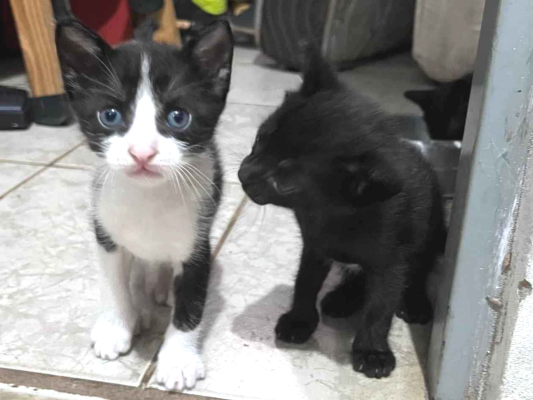 Gato para adoção Macho Pequeno 2 a 6 meses