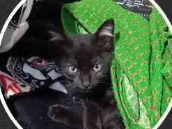 Gato para adoção Macho Pequeno Abaixo de 2 meses