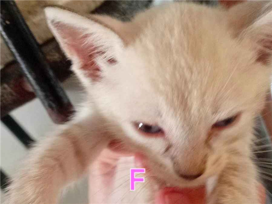 Gato para adoção Fêmea Pequeno 2 a 6 meses