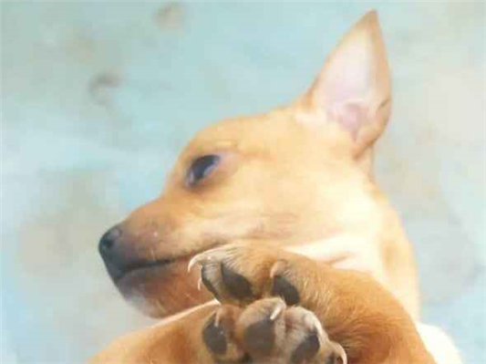 Cachorro cão para adoção Macho Pequeno Abaixo de 2 meses 