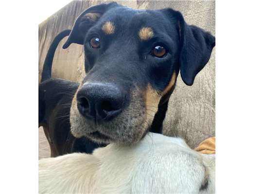 Cachorro cão para adoção Macho Grande 3 anos 