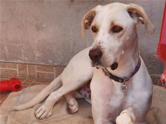Cachorro cão para adoção Macho Grande 4 anos 