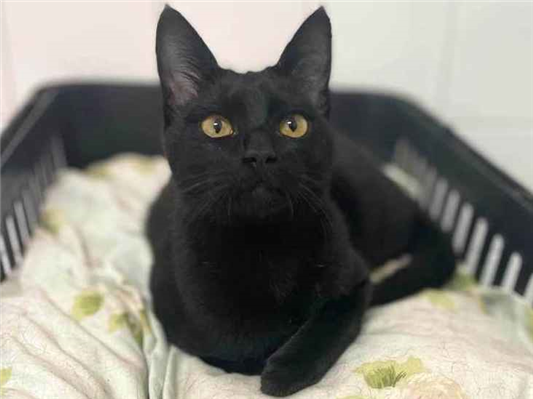 Gato para adoção Macho Pequeno 2 a 6 meses
