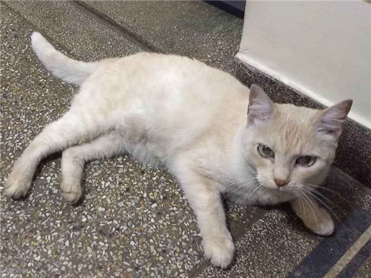 Gato para adoção Fêmea Pequeno 6 anos Acima