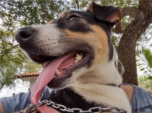 Cachorro cão para adoção Fêmea Médio  4 anos 