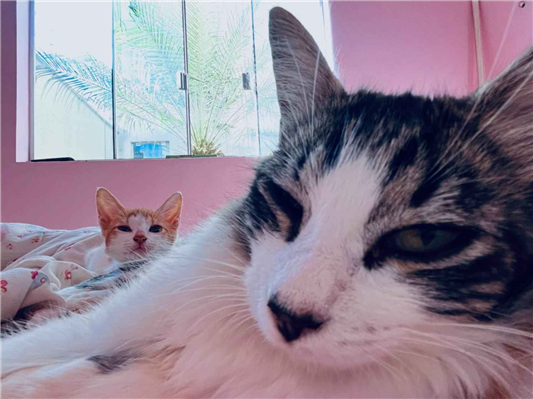 Gato para adoção Ambos Grande 7 a 11 meses