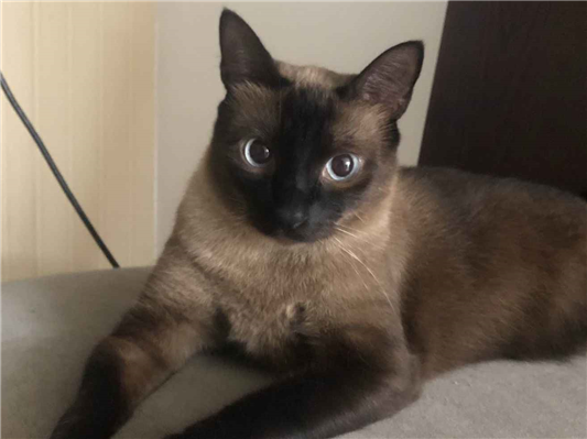Gato para adoção Fêmea Pequeno 1 ano