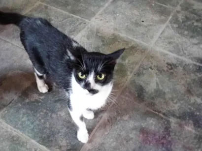 Gato SRD-ViraLata Pequeno 2-a-6-meses