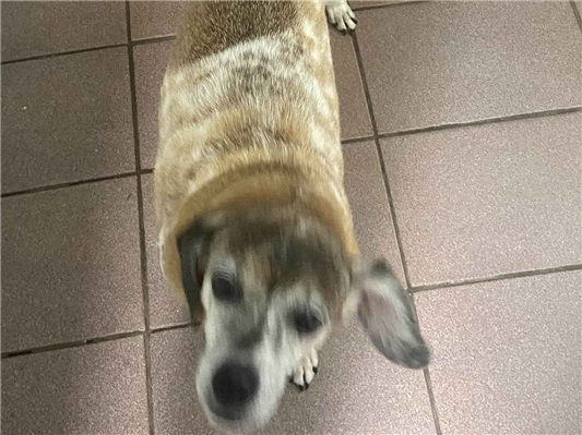 Cachorro cão para adoção Fêmea Médio  6 anos Acima 