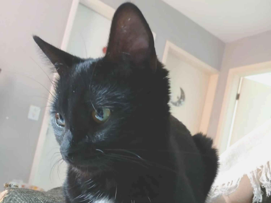 Gato para adoção Fêmea Pequeno 1 ano