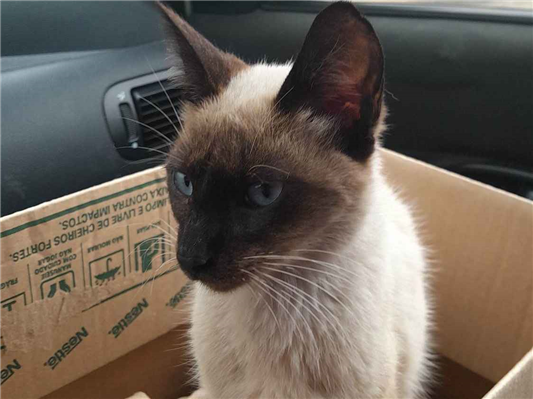 Gato - Macho Médio2 a 6 meses