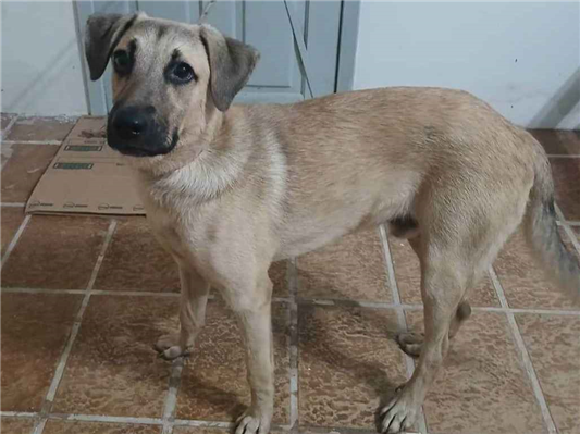 Cao - Macho Médio7 a 11 meses