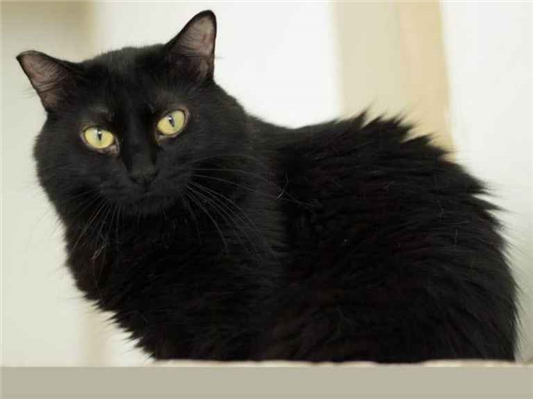 Gato para adoção Fêmea Pequeno 3 anos