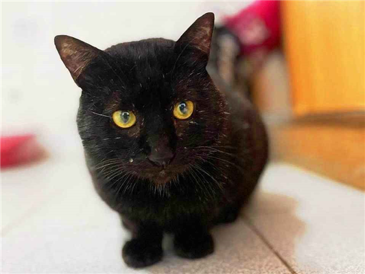 Gato para adoção Macho Grande 4 anos