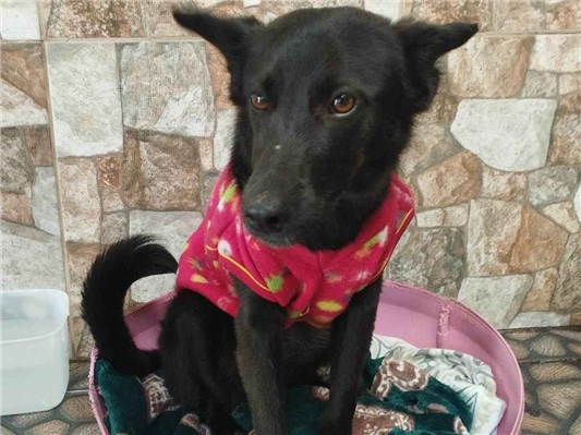 Gato para adoção Fêmea Médio 7 a 11 meses