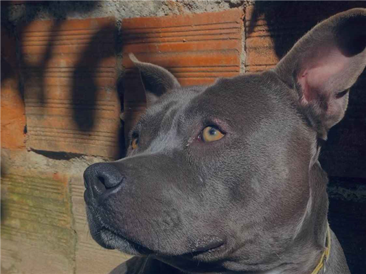 Cachorro cão para adoção Macho Pequeno 1 ano 