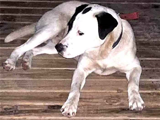 Cachorro cão para adoção Macho Médio  1 ano 