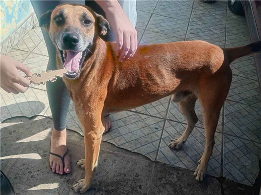 Cachorro cão para adoção Macho Grande 2 anos 