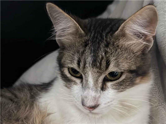 Gato para adoção Macho Médio 2 a 6 meses