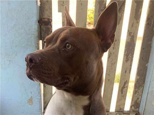 Cachorro cão para adoção Macho Médio  1 ano 