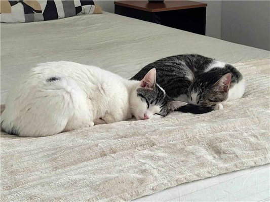 Gato para adoção Fêmea Pequeno 1 ano
