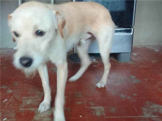 Cachorro cão para adoção Macho Médio  2 anos 
