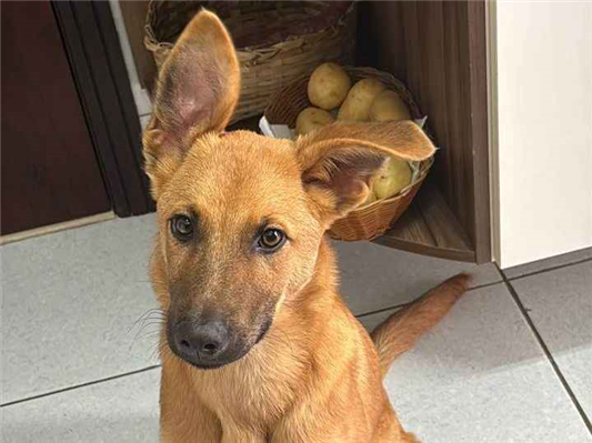 Cachorro cão para adoção Macho Médio  2 a 6 meses 